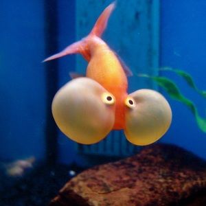 Meet your Posher, Jack